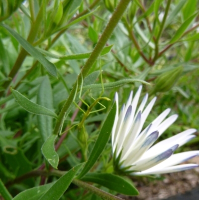 Phasmatodea (order) (Unidentified stick insect) at Tathra, NSW - 15 Sep 2020 by TathraPreschool