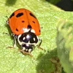 Hippodamia variegata (Spotted Amber Ladybird) at Black Range, NSW - 15 Sep 2020 by StephH