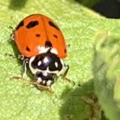 Hippodamia variegata (Spotted Amber Ladybird) at Black Range, NSW - 15 Sep 2020 by Steph H