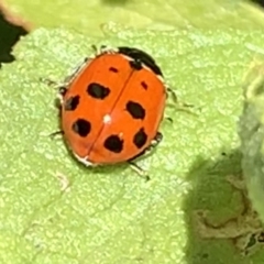 Hippodamia variegata at Black Range, NSW - 15 Sep 2020 04:23 PM