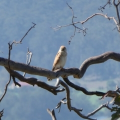 Falco cenchroides (Nankeen Kestrel) at Black Range, NSW - 15 Sep 2020 by StephH