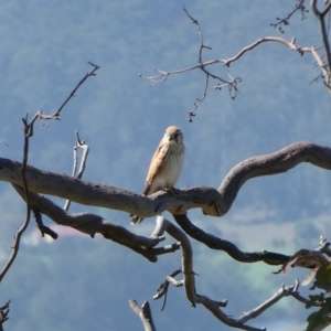 Falco cenchroides at Black Range, NSW - 15 Sep 2020 01:59 PM