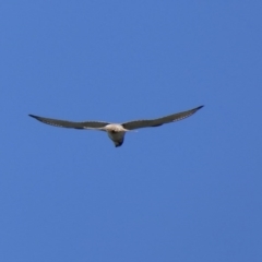 Falco cenchroides at Black Range, NSW - 15 Sep 2020