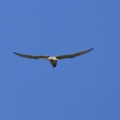 Falco cenchroides at Black Range, NSW - 15 Sep 2020 01:59 PM