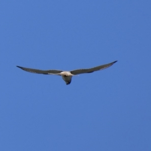 Falco cenchroides at Black Range, NSW - 15 Sep 2020 01:59 PM