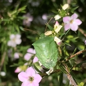 Cuspicona simplex at Black Range, NSW - 15 Sep 2020