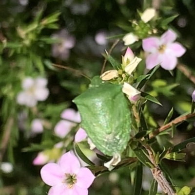 Cuspicona simplex (Green potato bug) at Black Range, NSW - 15 Sep 2020 by StephH