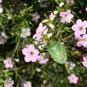 Cuspicona simplex at Black Range, NSW - 15 Sep 2020