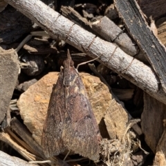 Uresiphita ornithopteralis (Tree Lucerne Moth) at Black Range, NSW - 15 Sep 2020 by StephH