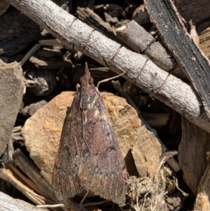 Uresiphita ornithopteralis at Black Range, NSW - 15 Sep 2020 04:40 PM