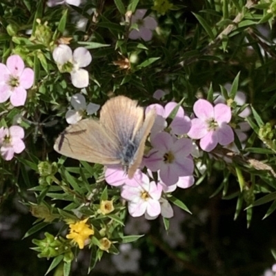 Zizina otis (Common Grass-Blue) at Black Range, NSW - 15 Sep 2020 by StephH