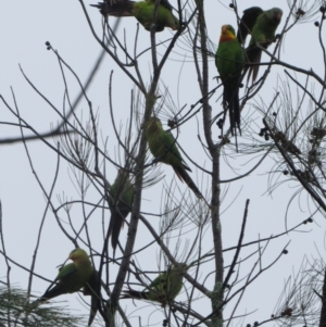 Polytelis swainsonii at Macquarie, ACT - 8 Jan 2014