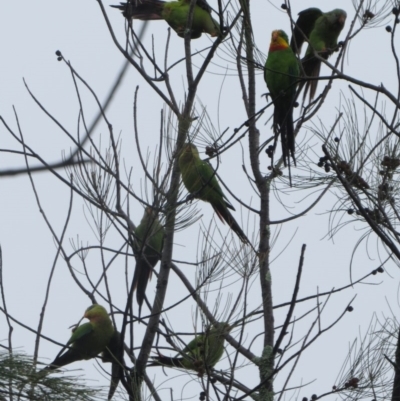 Polytelis swainsonii (Superb Parrot) at Macquarie, ACT - 8 Jan 2014 by Liam.m