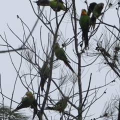 Polytelis swainsonii (Superb Parrot) at suppressed - 7 Jan 2014 by Liam.m