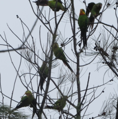 Polytelis swainsonii (Superb Parrot) at suppressed - 7 Jan 2014 by Liam.m