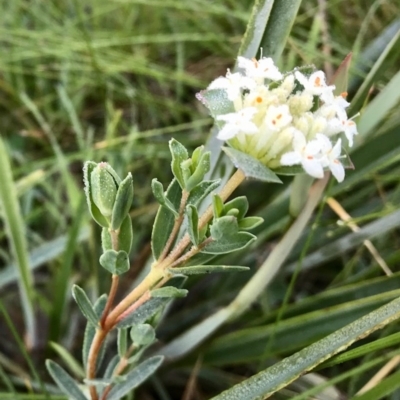 Pimelea linifolia (Slender Rice Flower) at Wodonga, VIC - 15 Sep 2020 by Kayjay