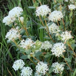 Pimelea linifolia at Wodonga, VIC - 15 Sep 2020 09:15 AM