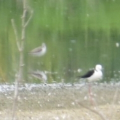 Tringa nebularia (Common Greenshank) at Fyshwick, ACT - 15 Nov 2014 by Liam.m