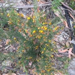 Bossiaea obcordata (Spiny Bossiaea) at Woodstock, NSW - 12 Sep 2020 by Evelynm