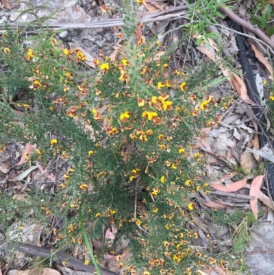 Bossiaea obcordata (Spiny Bossiaea) at EDM Private Property - 12 Sep 2020 by Evelynm