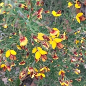 Bossiaea obcordata at Woodstock, NSW - 12 Sep 2020 03:17 PM