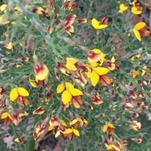 Bossiaea obcordata at Woodstock, NSW - 12 Sep 2020