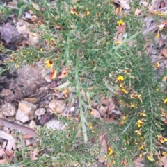 Bossiaea obcordata at Woodstock, NSW - 12 Sep 2020