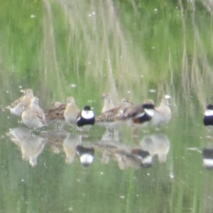 Calidris acuminata at Fyshwick Sewerage Treatment Plant - 15 Nov 2014