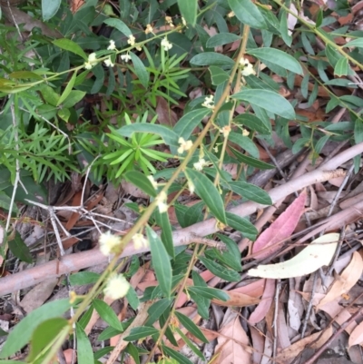 Acacia myrtifolia (Myrtle Wattle) at EDM Private Property - 12 Sep 2020 by Evelynm