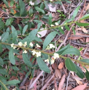 Acacia myrtifolia at Woodstock, NSW - 12 Sep 2020