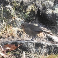 Pycnoptilus floccosus (Pilotbird) at Tharwa, ACT - 8 Mar 2019 by Liam.m