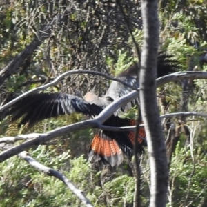 Calyptorhynchus lathami lathami at Jerrabomberra, NSW - 6 Apr 2020