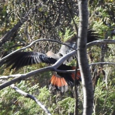 Calyptorhynchus lathami (Glossy Black-Cockatoo) at Mount Jerrabomberra QP - 6 Apr 2020 by Liam.m