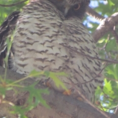 Ninox strenua (Powerful Owl) at Haig Park - 27 Mar 2015 by Liam.m