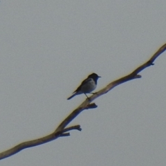 Melanodryas cucullata (Hooded Robin) at Tennent, ACT - 22 Feb 2020 by Liam.m