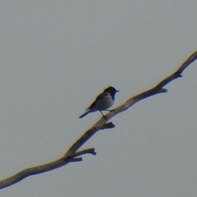 Melanodryas cucullata (Hooded Robin) at Tennent, ACT - 22 Feb 2020 by Liam.m