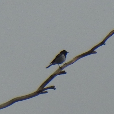 Melanodryas cucullata (Hooded Robin) at Gigerline Nature Reserve - 22 Feb 2020 by Liam.m