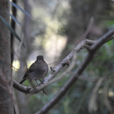 Petroica rodinogaster (Pink Robin) at ANBG - 18 May 2019 by Liam.m