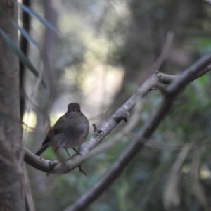 Petroica rodinogaster at Acton, ACT - 19 May 2019