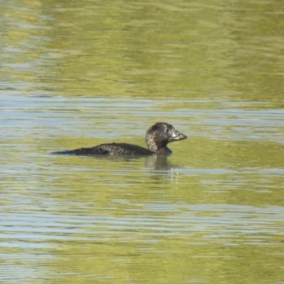 Biziura lobata (Musk Duck) at Coombs Ponds - 2 Mar 2019 by Liam.m