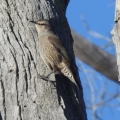 Climacteris picumnus (Brown Treecreeper) at Tharwa, ACT - 28 Jun 2020 by Liam.m