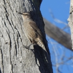 Climacteris picumnus victoriae (Brown Treecreeper) at Tharwa, ACT - 28 Jun 2020 by Liam.m