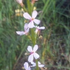 Stylidium graminifolium (Grass Triggerplant) at WREN Reserves - 14 Sep 2020 by Kayjay