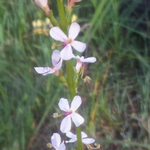 Stylidium graminifolium at WREN Reserves - 15 Sep 2020 09:41 AM