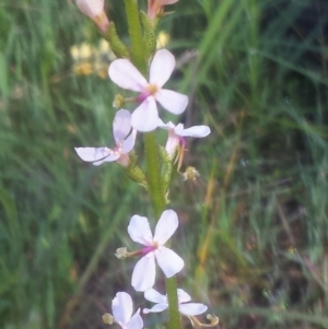 Stylidium graminifolium at WREN Reserves - 15 Sep 2020 09:41 AM