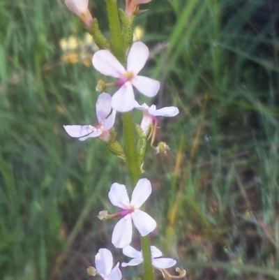 Stylidium graminifolium (Grass Triggerplant) at Wodonga, VIC - 14 Sep 2020 by Kayjay