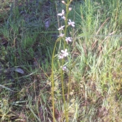 Stylidium graminifolium at WREN Reserves - 15 Sep 2020