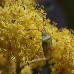 Stauralia sp. (genus) (False stink bug) at Point 44 - 15 Sep 2020 by ConBoekel