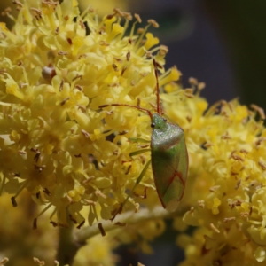 Stauralia sp. (genus) at Black Mountain - 15 Sep 2020