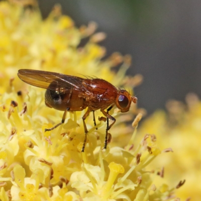 Lauxaniidae (family) (Unidentified lauxaniid fly) at Black Mountain - 15 Sep 2020 by ConBoekel